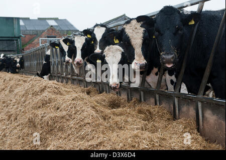 Molkerei Färsen Essen eine gemischte Silage ration durch Futtermittel Barriere in einem externen Winter los. Yoprkshire, UK Stockfoto