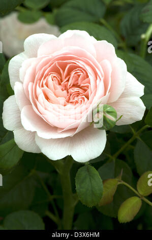 Rosa "Königin von Schweden". Englische Rosen von David Austin. Neues Jahr 2004. Pflanzen des Züchters Rechte. Stockfoto