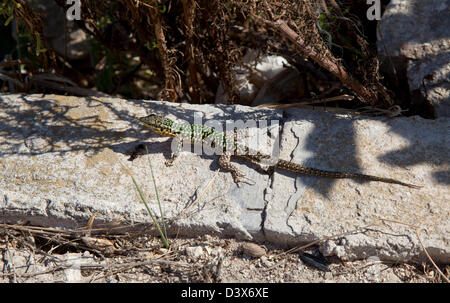 Maltesische Mauereidechse oder Filfola-Eidechse Podarcis Filfolensis Malta Stockfoto