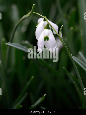 Galanthus Ophelia Snowdrop Schneeglöckchen winter Closeup Pflanze Porträts weiß grünen Markierungen Blumen Blüten blühen Frühling Birne Stockfoto