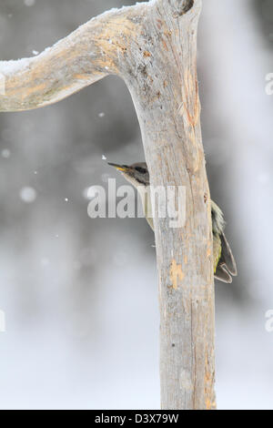 Grey-Headed Woodpecker (Picus Canus) peering Out hinter einem Baum. Fotografiert in Västerbotten, Schweden Stockfoto