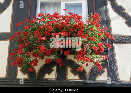 Efeu-leaved Pelargonien oder Geranien 'Balcon Strain' scarlet in Blumenkasten in Rüdesheim, Deutschland zu wachsen. Stockfoto
