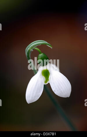 Galanthus Nivalis drei 3 Blätter Snowdrop Schneeglöckchen Winter Closeup Pflanze Porträts weiß grünen Markierungen, die Blumen Blüten blühen Stockfoto