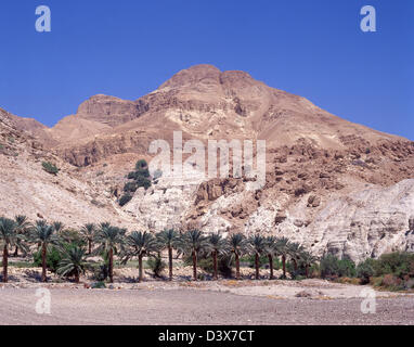 Ein Gedi Frühling, Ein Gedi, in der Nähe von Masada, Southern District, Israel Stockfoto