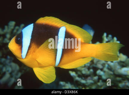 Clownfische in Korallenwelt Unterwasser-Observatorium und Aquarium, Eilat, South District, Israel Stockfoto