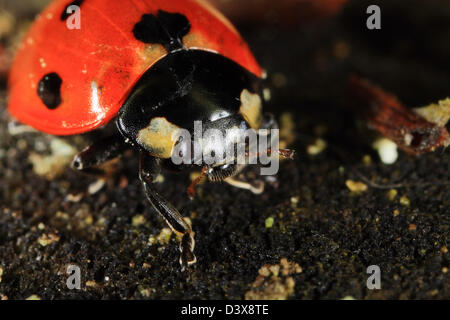 Sieben-Punkt-Marienkäfer (Coccinella Septempunctata) Closeup. Fotografiert in Frederikshaab Plantage, Dänemark Stockfoto