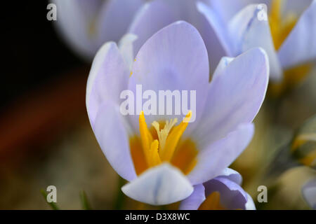 Crocus Biflorus blaue Perle Agm Syn Crocus Chrysanthus blaue Perle Closeup selektiven Fokus Pflanze Porträts Blumen Blüte Stockfoto