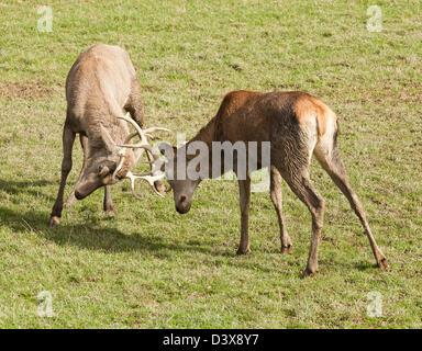 Zwei Hirsche Verzahnung Geweih in einem Kampf Stockfoto