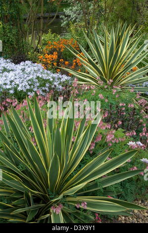 Spanisch Dolch Yucca Gloriosa 'Variegata' AGM Stockfoto