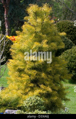 Weiß-Tanne-Abies Concolor 'Wintergold' Datum: 31.10.2008 Ref: ZB907 123380 0013 obligatorische CREDIT: Fotos Gartenbau/Photoshot Stockfoto