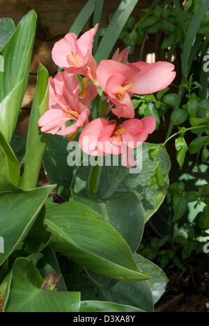 CANNA "tropischen Rose" Datum: 03.11.2008 Ref: ZB907 123496 0009 obligatorische CREDIT: Gartenbau/Photoshot Fotos Stockfoto