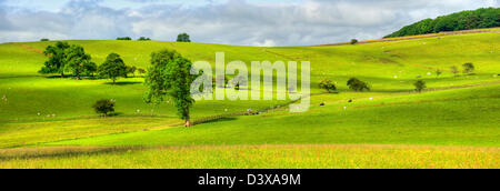 Pasture with sheep and cattle, Yorkshire Dales National Park, England, United Kingdom, Europe Stockfoto