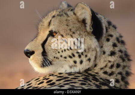 Fotos von Afrika, Gepard Kopf abgewandten Kamera Stockfoto