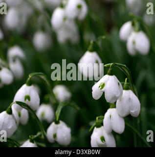 Galanthus Hippolyta Snowdrop Schneeglöckchen Winter Closeup Pflanze Porträts weiß grüne Markierungen Blumen Blüten Blüte Blume Frühling Stockfoto