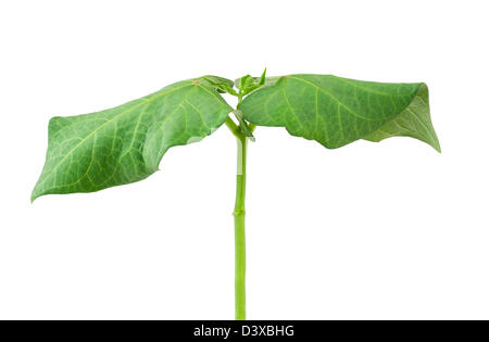 Kleine Bohnen Pflanze isoliert auf weiß Stockfoto