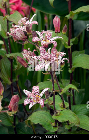 Tricyrtis Formosana Stolonifera Gruppe Stockfoto