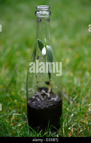 Galanthus Nivalis Schneeglöckchen wachsen alt klar Glas Flasche ungewöhnliche Topf Container Recycling recycling Reclaim Gartenarbeit unterscheiden sich Stockfoto