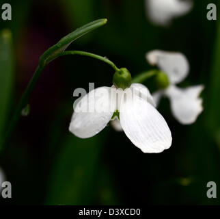 Galanthus X allenii Snowdrop Schneeglöckchen winter Closeup Pflanze Porträts weiße grüne Markierungen Blumen Blüten blühen Stockfoto