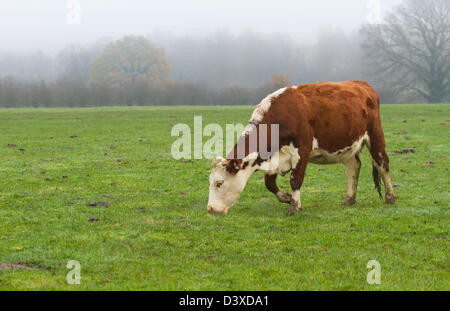 Milchkühe, im Morgennebel Stockfoto