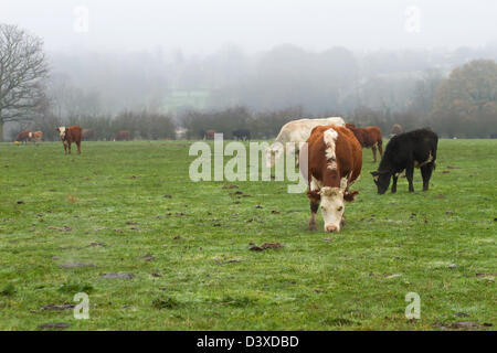 Milchkühe, im Morgennebel Stockfoto