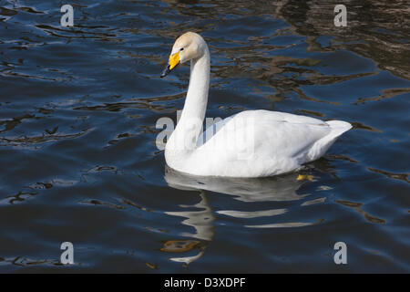 Singschwan (Cygnus Cygnus) Vogel mit buntem Kopf Schwimmen im See, Bowness Windermere, Cumbria, England, Großbritannien, Großbritannien Stockfoto