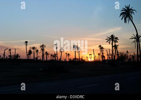 Einen wunderbaren Sonnenuntergang zwischen den Palmen in der Ankunft von Marrakesch! Stockfoto