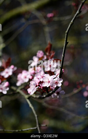Prunus Cerasifera Nigra Purpleleaf Plum Kirschpflaume Myrobalan-Pflaume Baum Blüte Blume Blüte früh Frühlingsblumen Stockfoto