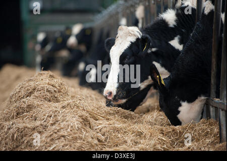 Molkerei Färsen Essen eine gemischte Silage ration Futter Barriere. Stockfoto