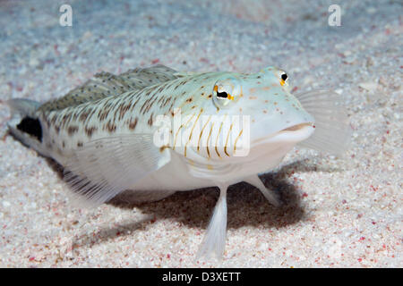 Gesprenkelte Sandperch, Parapercis Hexophthalma, Zabargad, Rotes Meer, Ägypten Stockfoto