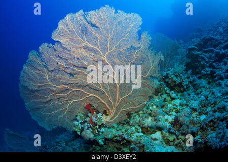 Riesige Gorgonien, Annella Mollis, St. Johns Reef, Rotes Meer, Ägypten Stockfoto