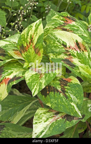 Persicaria Virginiana Sy Polygonum Virginiana "Palette des Malers" Stockfoto