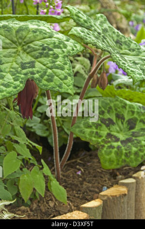 Podophyllum Versipelle "Spotty Dotty" Neuzüchtung. Stockfoto