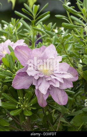 Clematis "Proteus" eine frühe, große blühende Sorte. Stockfoto