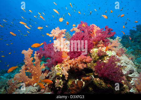 Weiche Korallenriff Dendronephthya SP., Elphinstone Reef, Rotes Meer, Ägypten Stockfoto