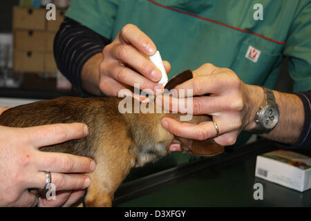 Der Tierarzt verwaltet Tropfen in den Ohren eines Hundes Chihuahua Stockfoto