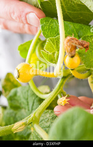 Hände des Mannes überprüft das Pflanzenwachstum angehende gelber Kürbis Stockfoto