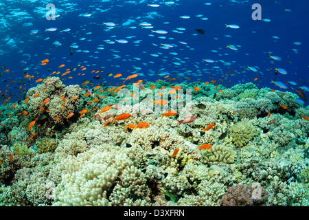 Lyretail Anthias über Riff Top, Pseudanthias Squamipinnis, St. Johns Reef, Rotes Meer, Ägypten Stockfoto