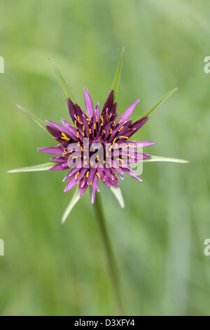 Schwarzwurzeln Tragopogon Porrifolius Stockfoto