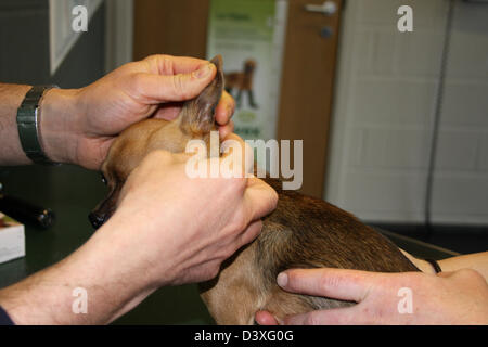 Der Tierarzt verwaltet Tropfen in den Ohren eines Hundes Chihuahua Stockfoto