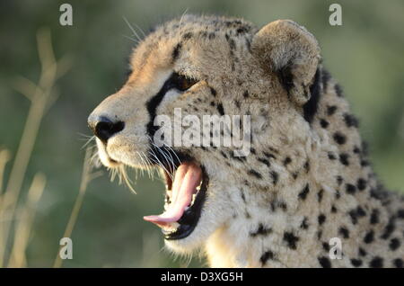 Fotos von Afrika offen Gepard Kopf abgewandten Kamera und Halterung Stockfoto