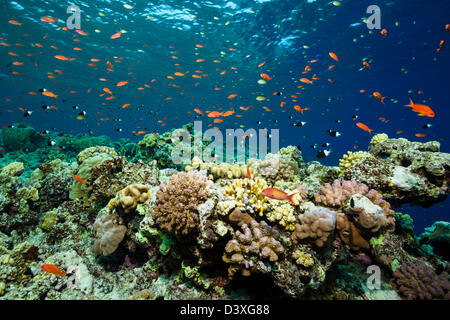 Lyretail Anthias über Riff Top, Pseudanthias Squamipinnis, St. Johns Reef, Rotes Meer, Ägypten Stockfoto