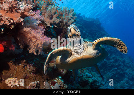 Sea Hawksbill Turtle, Eretmochelys Imbricata, St. Johns Reef, Rotes Meer, Ägypten Stockfoto