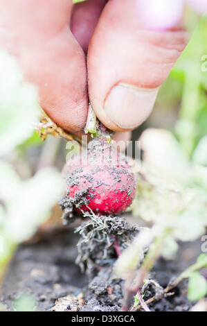 Hand halten organisch gewachsen kleine erdige Rettich Stockfoto