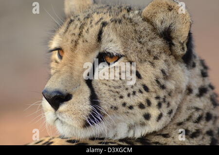 Fotos von Afrika, Gepard Kopf abgewandten Kamera Stockfoto