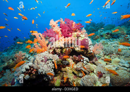 Weiche Korallenriff Dendronephthya SP., Elphinstone Reef, Rotes Meer, Ägypten Stockfoto