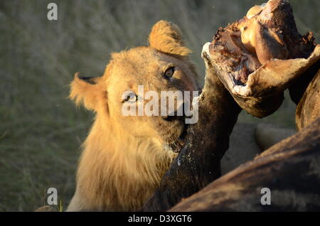 Fotos von Afrika, männlicher Löwe Giraffe Kadaver fressen Stockfoto