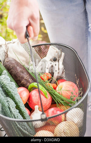 Aus einem Garten, gemischtes Obst und Gemüse ernten Stockfoto