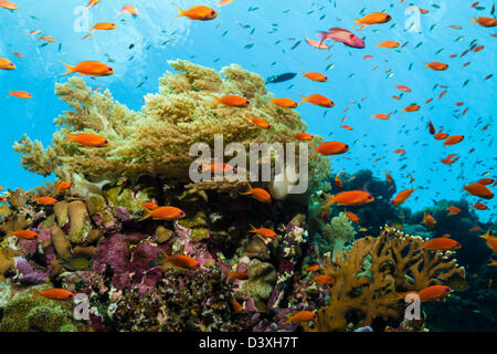 Lyretail Anthias am Korallenriff, Pseudanthias Squamipinnisp., Elphinstone Reef, Rotes Meer, Ägypten Stockfoto