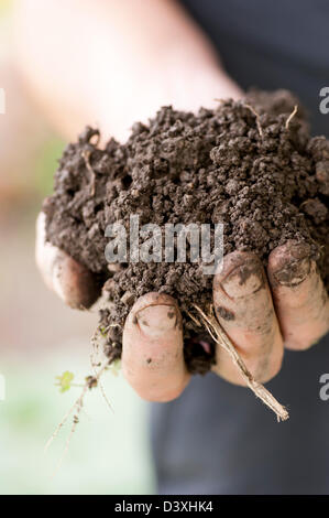 Nahaufnahme der schmutzige Hand mit nassem Boden zur Pflanzung in einem Garten im Frühjahr Stockfoto