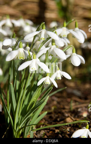 Nahaufnahme von Schneeglöckchen in einem schottischen Garten. Stockfoto